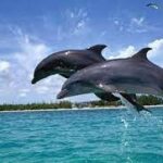 Dolphine Trip (coco Beach)